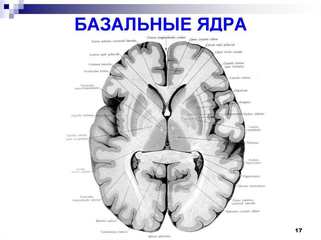 Изменение в базальных отделах. Базальные ядра конечного мозга. Базальные ядра конечного мозга анатомия. Схема базальных ядер головного мозга. Строение базальных ядер головного мозга.