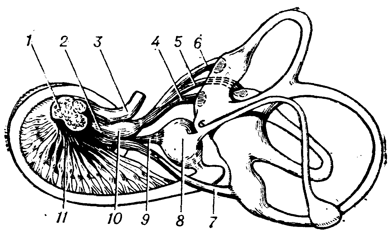 Преддверно улитковый нерв схема