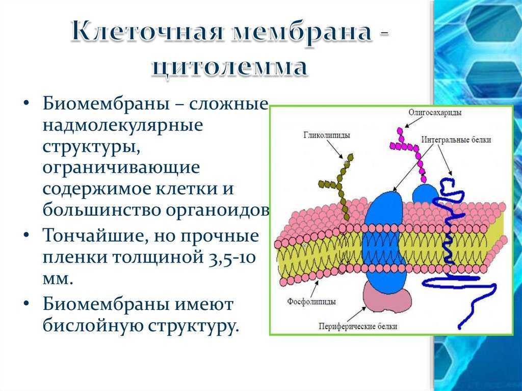 Плазмолемма эритроцита. Гликопротеины в клеточной мембране. Цитоплазматическая мембрана. Мембранные структуры клетки. Схема строения плазмолеммы.