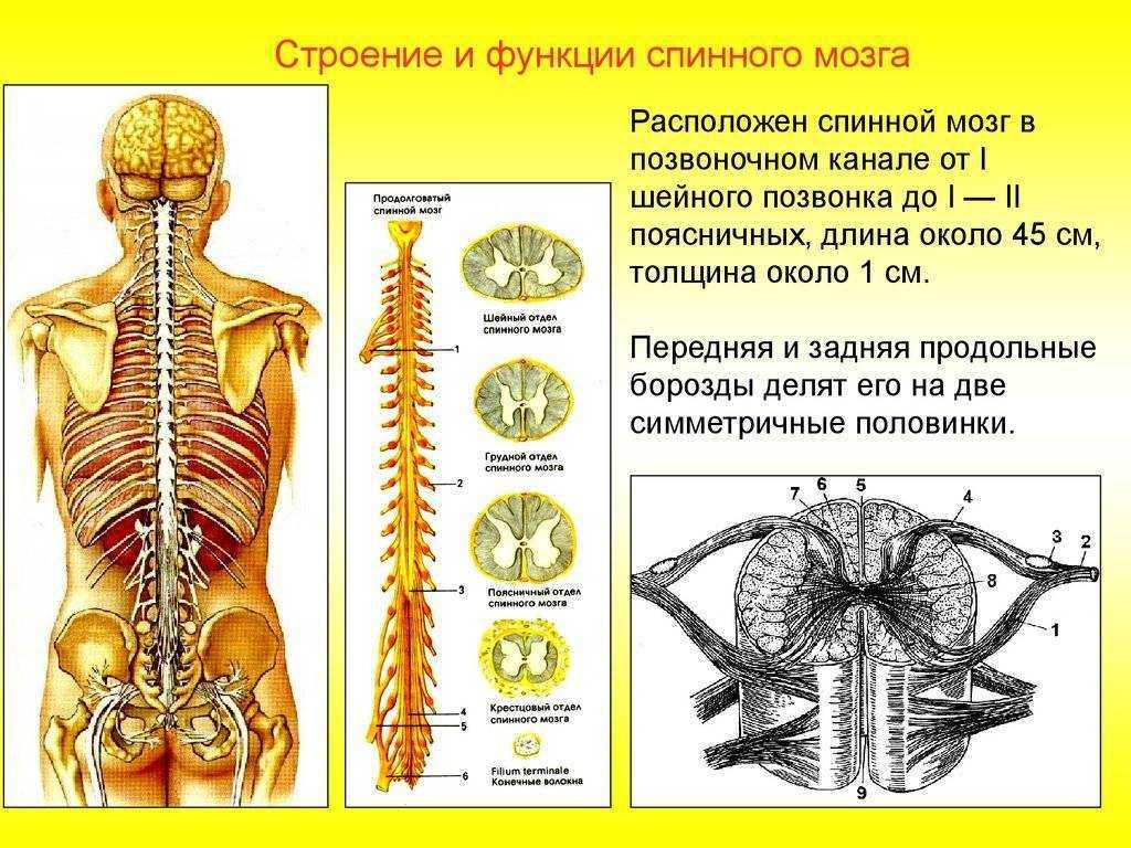 Схема демонстрирующая взаимосвязь спинного и головного мозга