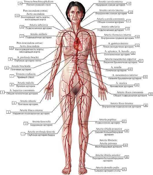 Артерии человека схема расположения с обозначениями