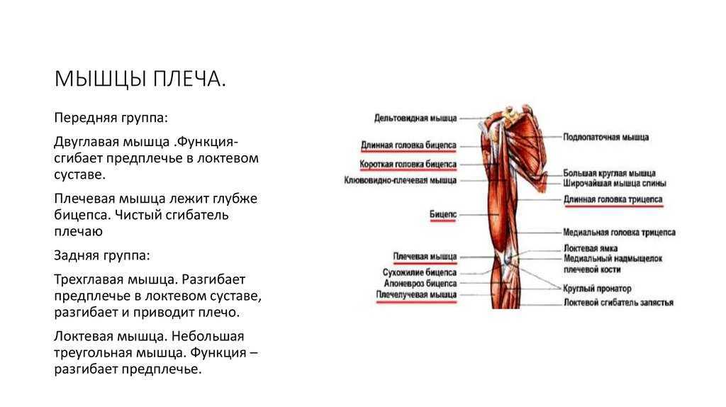 Схема прикрепления мышц плеча