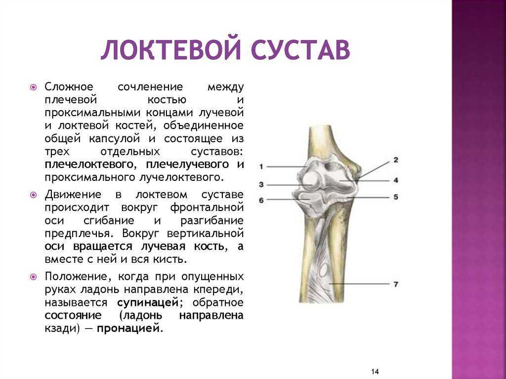 Анатомия локтевого сустава + сочленение костей + мышцы