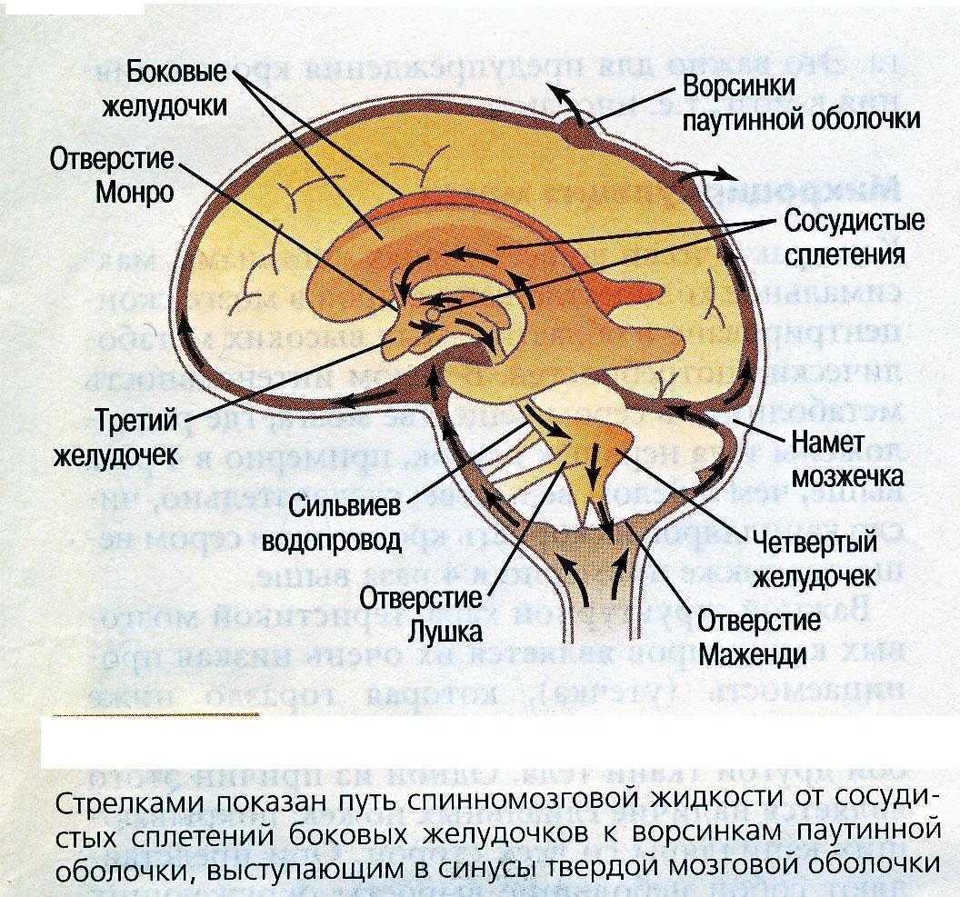 Желудочки мозга схема