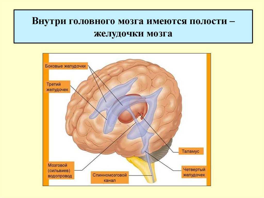 Боковые желудочки мозга