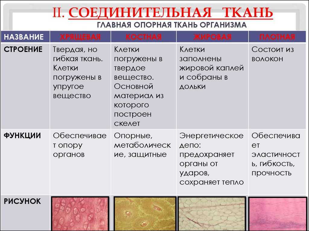 Какими буквами обозначены изображения соединительной ткани