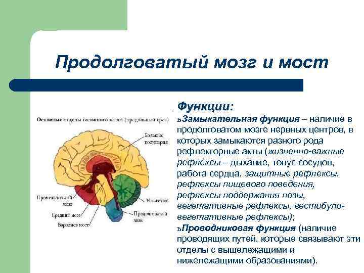 Какие функции выполняет средний мозг человека