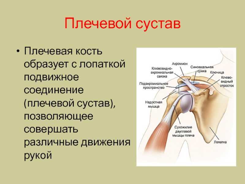 Плечевой сустав. Плечевой сустав анатомия. Схема плечевого сустава. Строение сустава плеча.
