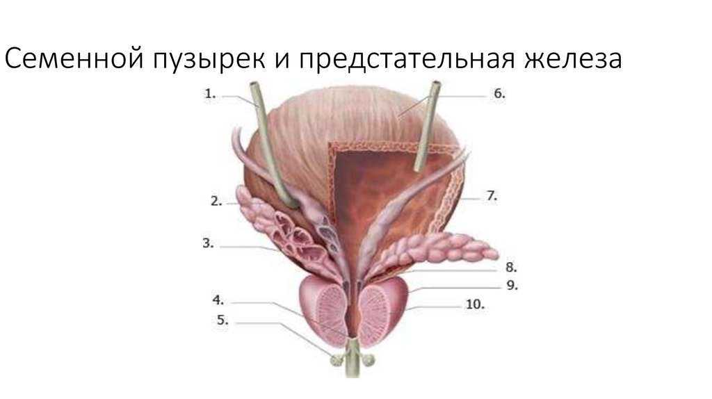 Предстательная железа рисунок