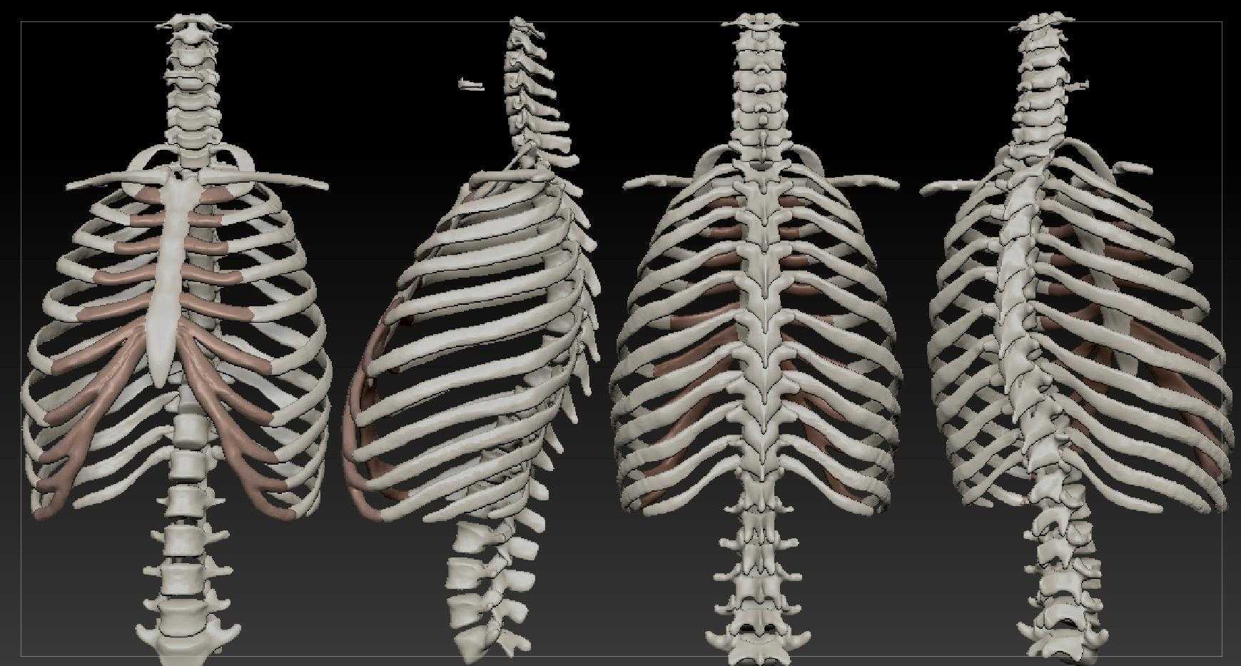 Сколько ребер у человека мужчины и женщины. Грудная клетка с ребрами и грудиной. Анатомия скелет грудной клетки ребра Грудина. Грудная клетка анатомия 10 ребро. Скелет грудной клетки ребра.
