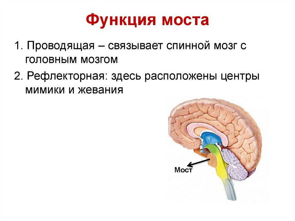 Мост мозга состоит из. Мост головного мозга строение и функции. Мост анатомия функции. Варолиев мост строение и функции. Функции выполняют отделы головного мозга мост.