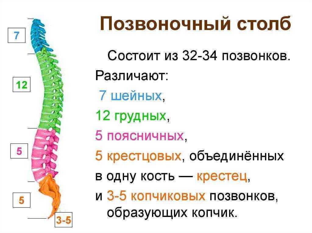 Отделы позвоночника человека схема