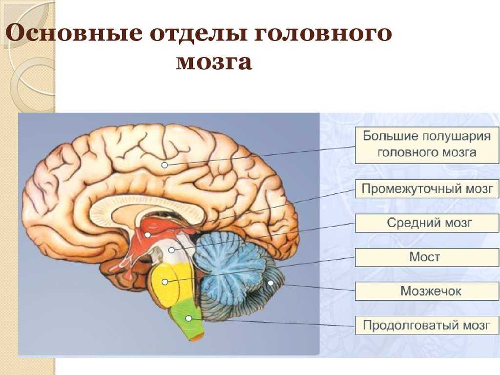 Головной мозг человека: функции, строение, оболочки