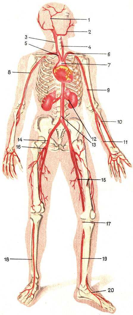 Где находится и проходит бедренная артерия у человека: фото и проекция, ветви, место пульсации