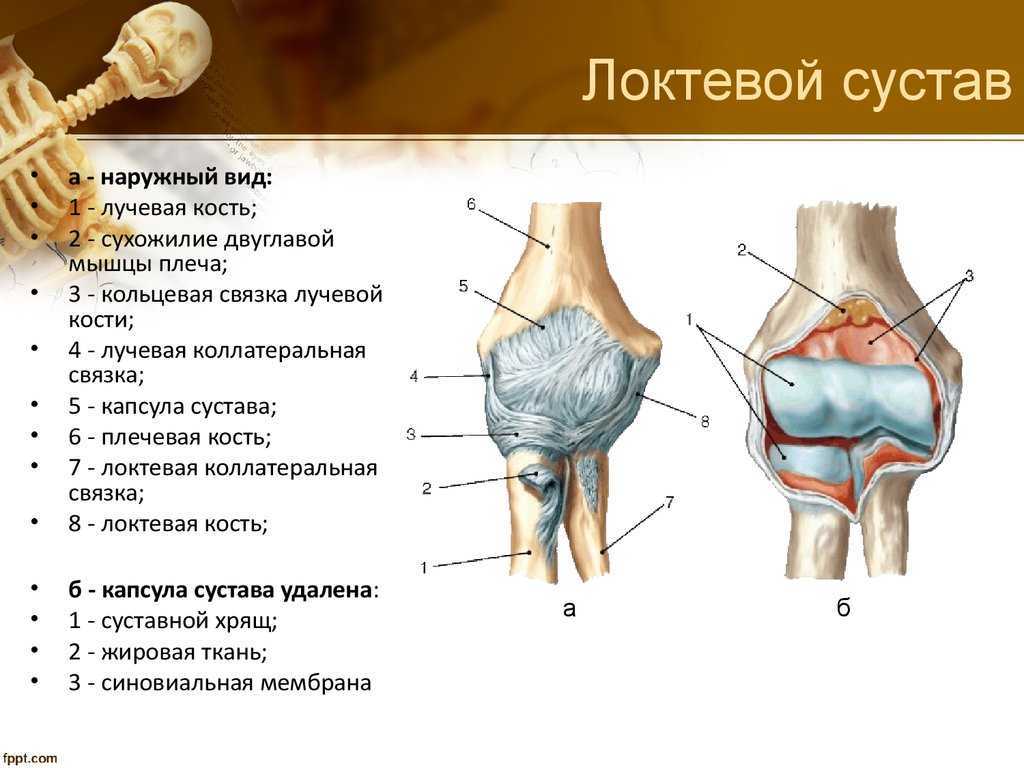 Локтевой сустав рисунок