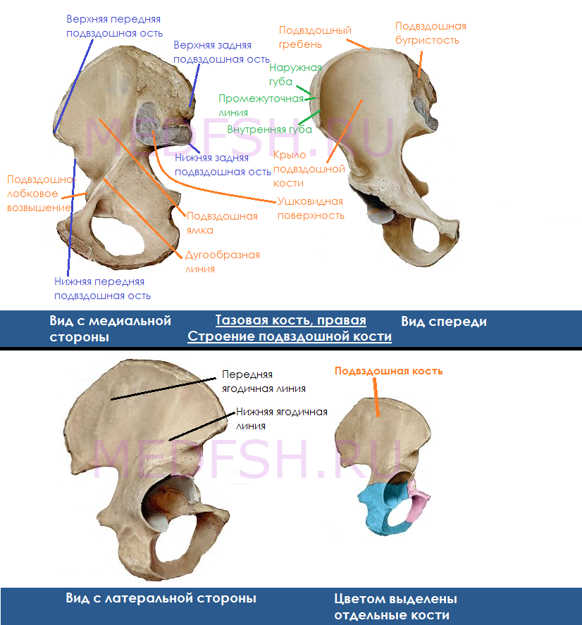 Подвздошная кость анатомия картинки