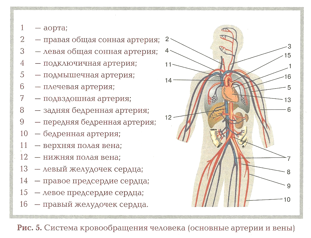 Анатомия (артерии верхней конечности). реферат. медицина, физкультура, здравоохранение. 2009-01-12