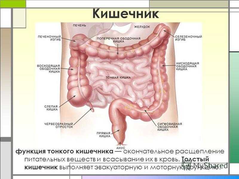 Тонкая кишка биология. Ободочная толстая кишка анатомия. Тонкая кишка отделы строение функции. Функции отделов Толстого кишечника. Строение Толстого кишечника анатомия.