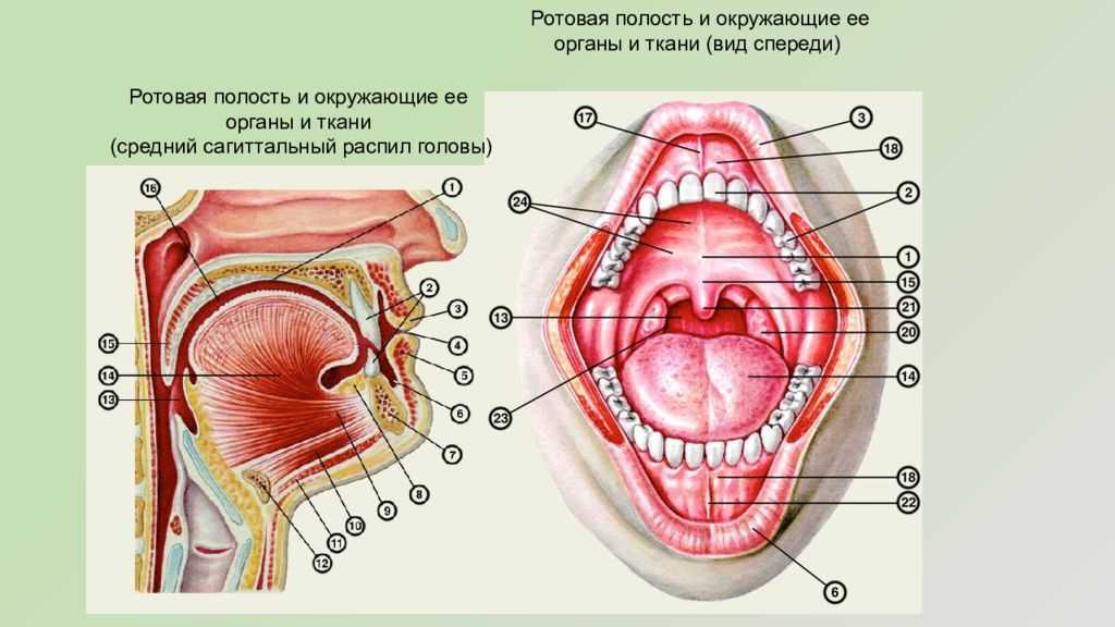 Строение ротовой полости человека схема с описанием