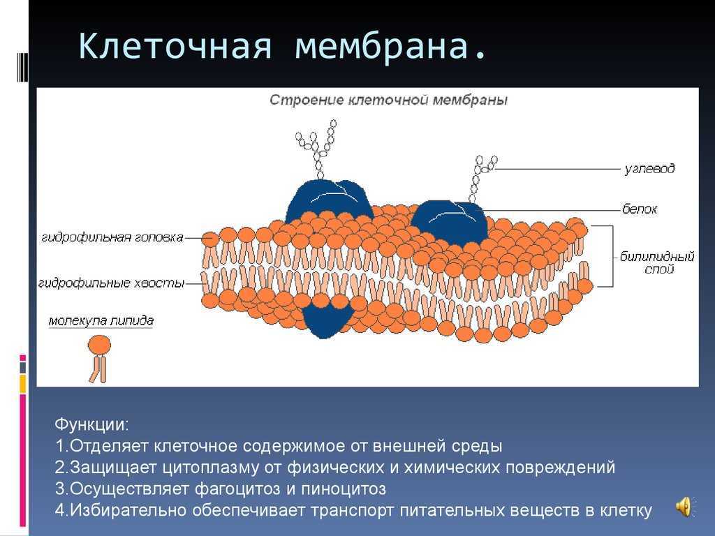 Модель мембраны клетки. Внутриклеточные мембраны. Динамическая функция мембраны. Плазматические клетки функции.