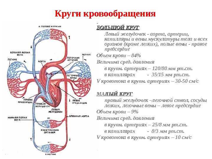 Сосуды малого круга кровообращения анатомия схема. Малый круг кровообращения схема анатомия человека. Сосуды большого круга кровообращения схема. Большой круг кровообращения анатомия схема. По легочной артерии движется кровь