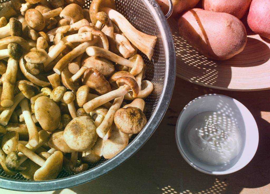 Можно ли замораживать грибы на зиму в холодильнике и как правильно это делать в домашних условиях