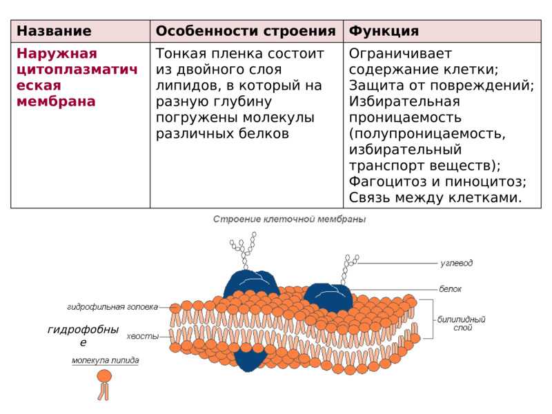 Строение биологической мембраны рисунок