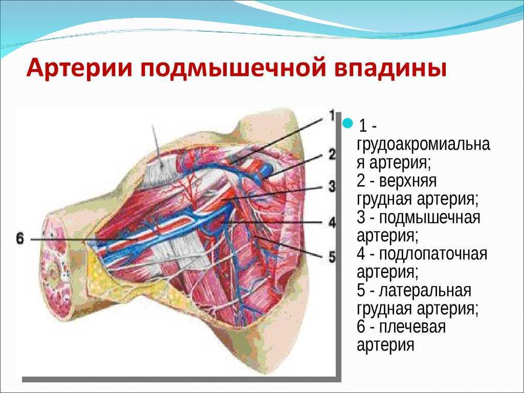 Стенки подмышечной впадины