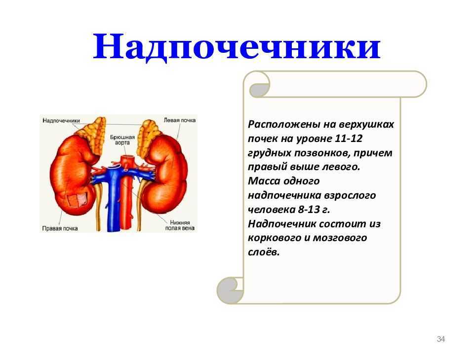 Анализ крови на катехоламины: как проводится и что показывает | food and health