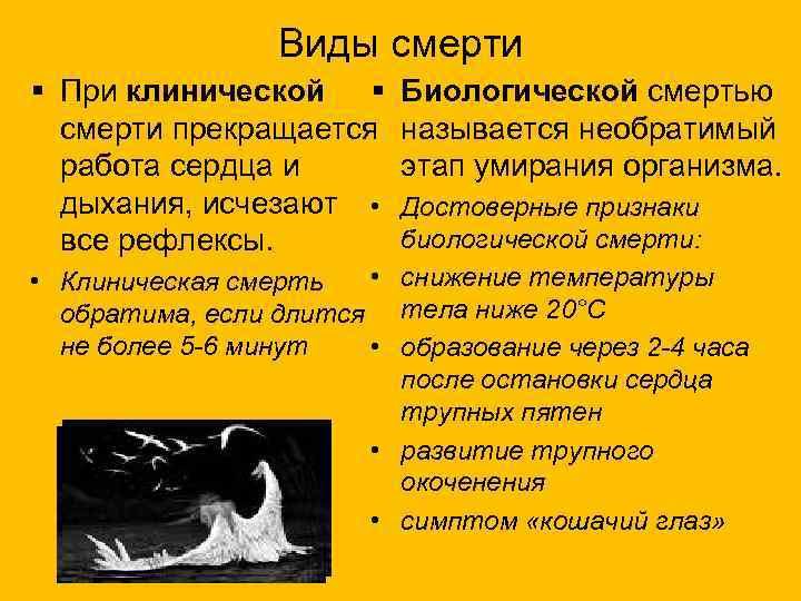 Признаки биологической смерти ранние и поздние: снижение температуры тела, симптом белоглазова (кошачий глаз), трупные пятна :: businessman.ru