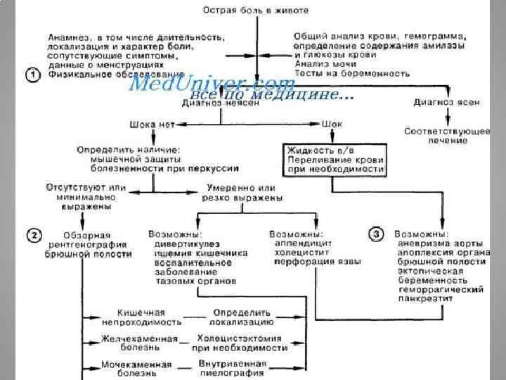 Анатомия тазового дна | kinesiopro