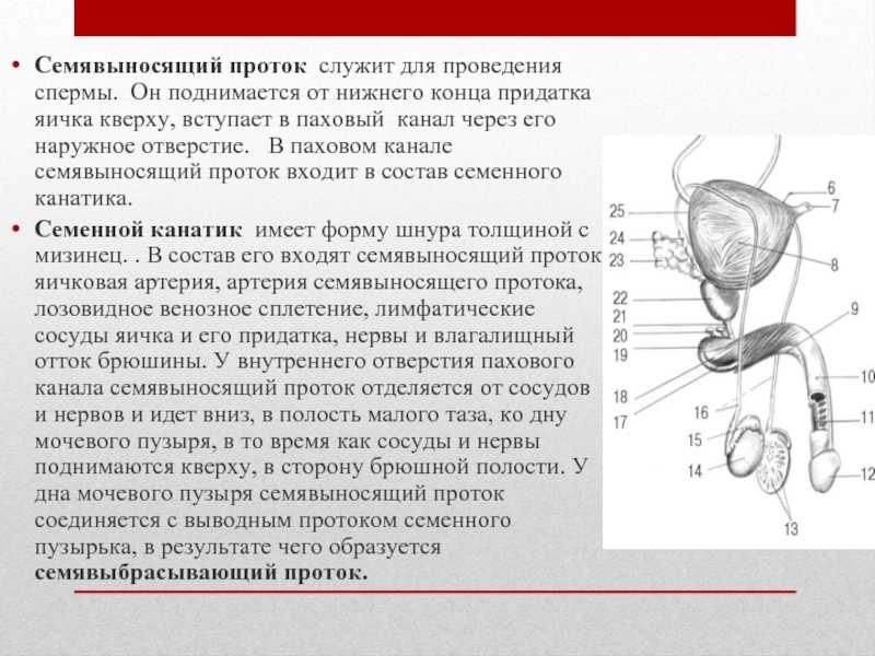 Семенной канатик. киста семенного канатика. водянка яичка.