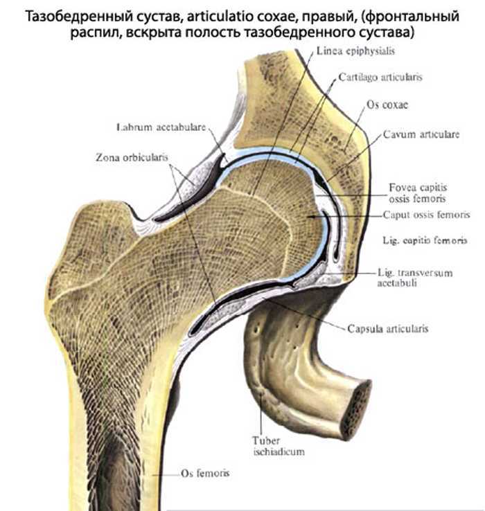 Рисунок тазобедренного сустава человека