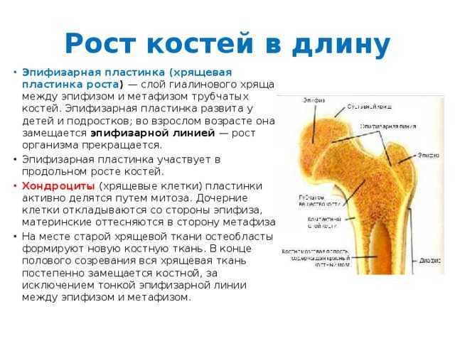 Роста в длину трубчатых костей