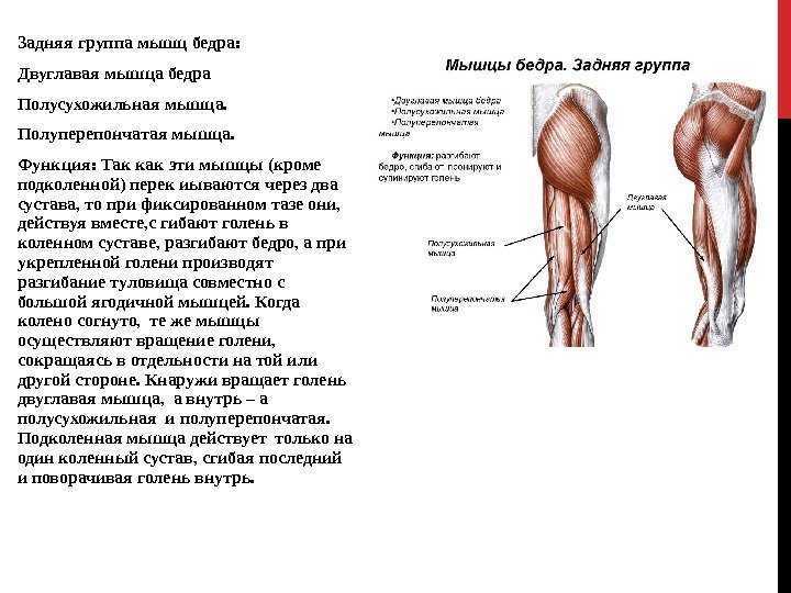 Функция мышц задней группы бедра