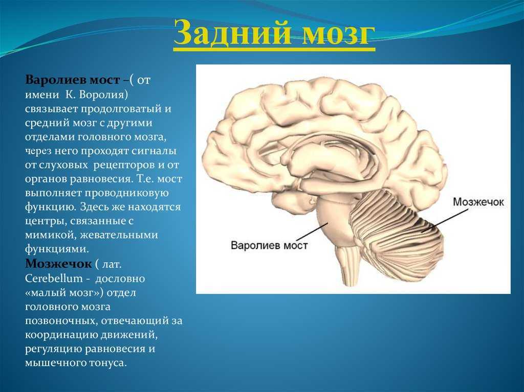 Варолиев мост мозга: строение и функции
