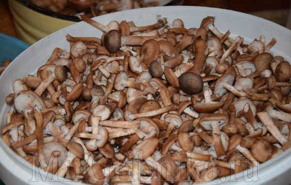 Как правильно заморозить на зиму свежие, тушеные, вареные, жареные грибы опята: лучшие рецепты. как обработать свежие грибы опята перед заморозкой?