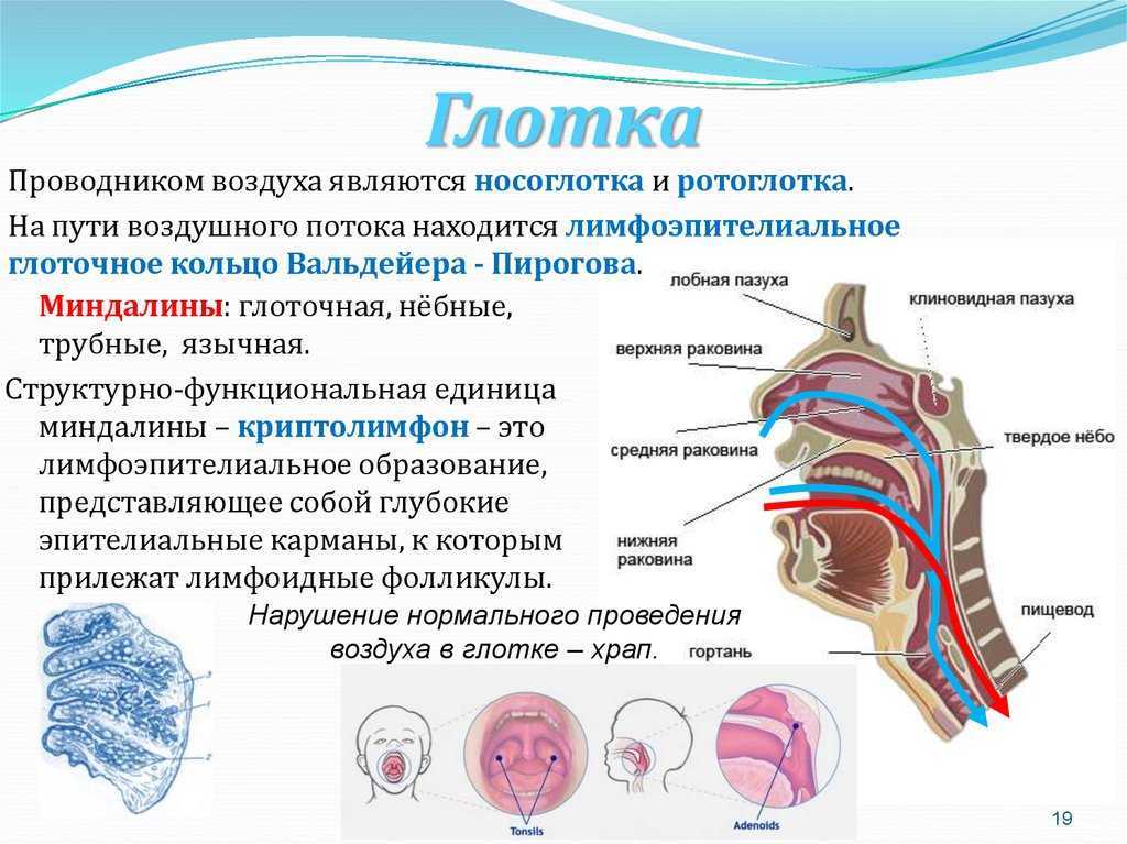 В какую систему органов входит гортань. Дыхательная система носоглотка и ротоглотка. Кольцо Пирогова анатомия миндалины. Миндалины кольца Пирогова Вальдейера. Строение полости глотки.
