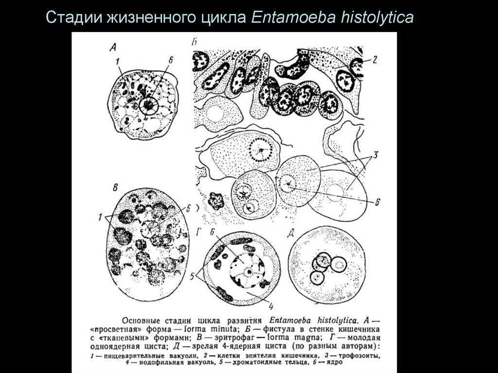 Стадии жизненного цикла цисты. Entamoeba histolytica циста. Дизентерийная амеба (Entamoeba histolytica). Стадии жизненного цикла дизентерийной амебы. Просветная форма дизентерийной амебы.