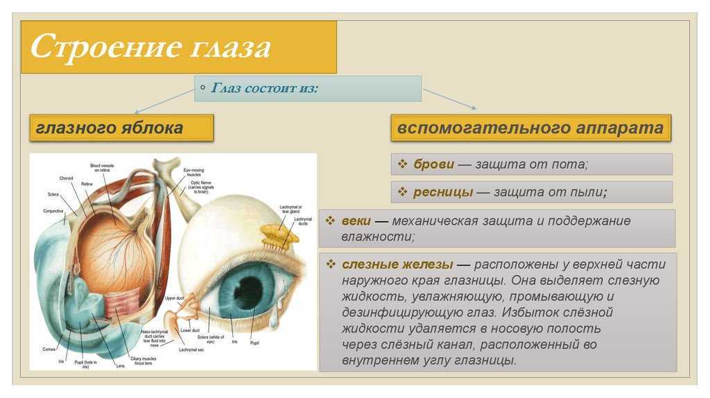 Органы чувств. орган зрения. анатомия глаза человека