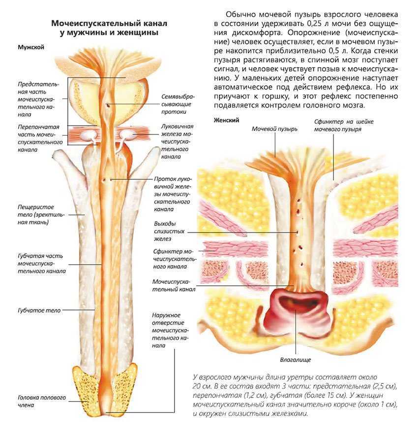 Схема мочеиспускательный канал