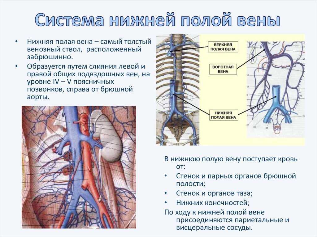 Верхняя и нижняя полые вены анатомия. Верхняя и нижняя полая Вена.