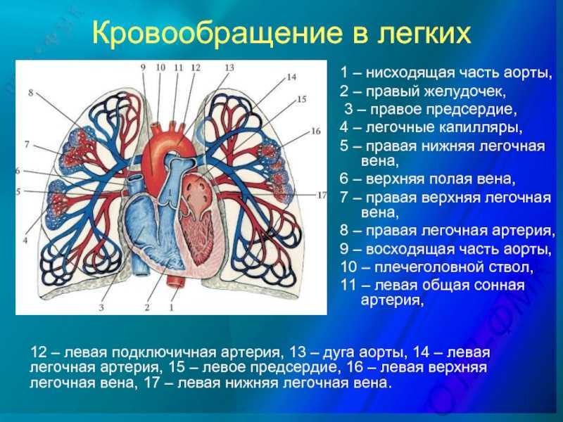 Клетки крови: эритроциты, лейкоциты, тромбоциты