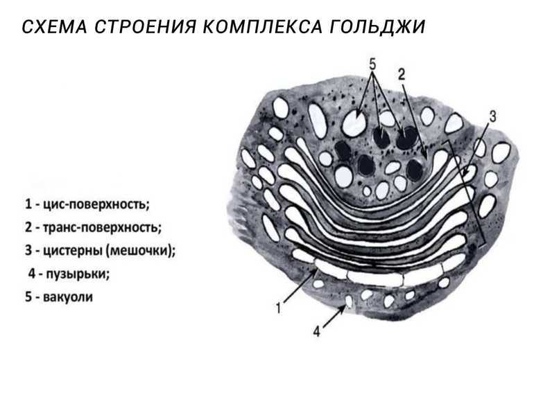 Эпс схема строения