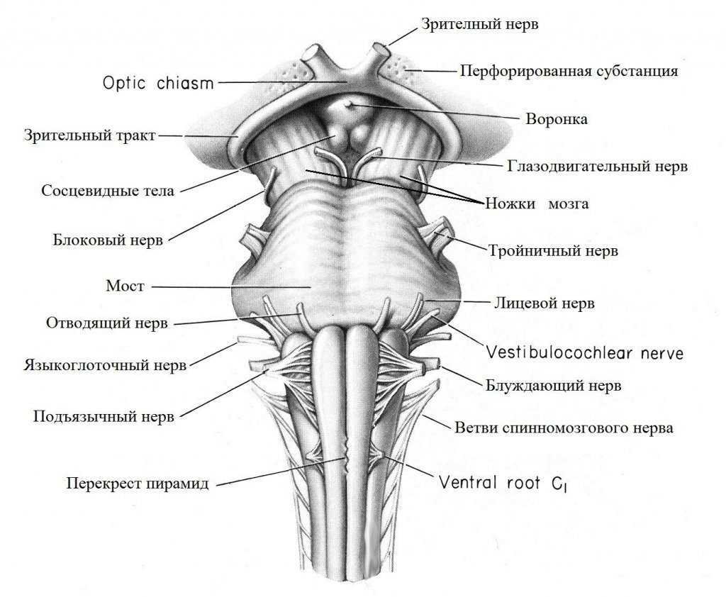 Продолговатый мозг схема