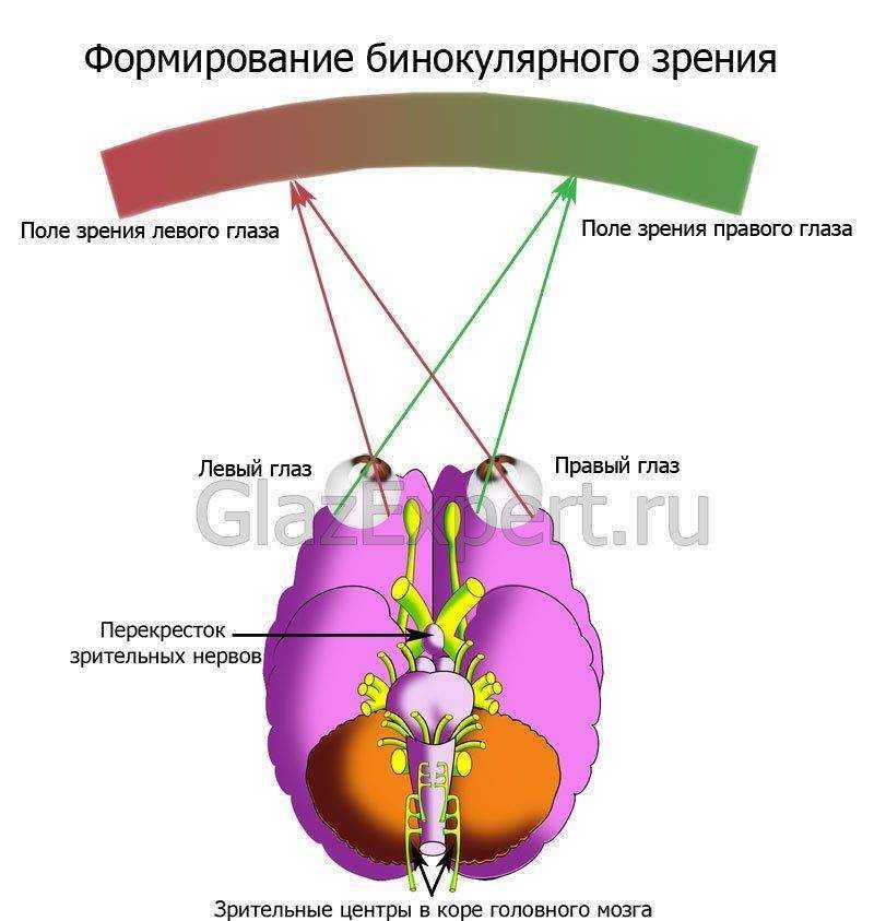 Бинокулярное зрение схема