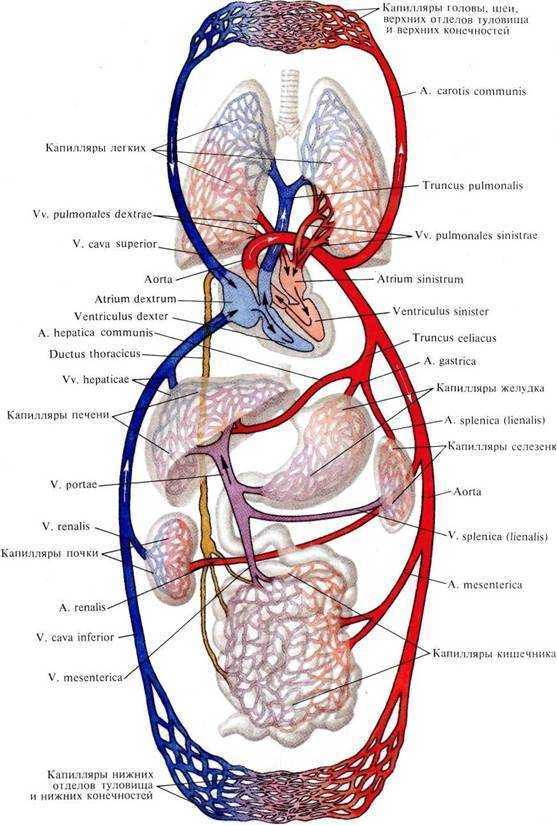 Кровеносные круги. Малый и большой круг кровообращения человека анатомия. Сосуды малого круга кровообращения анатомия схема. Большой и малый круг кровообращения схема анатомия. Большой круг кровообращения анатомия схема.