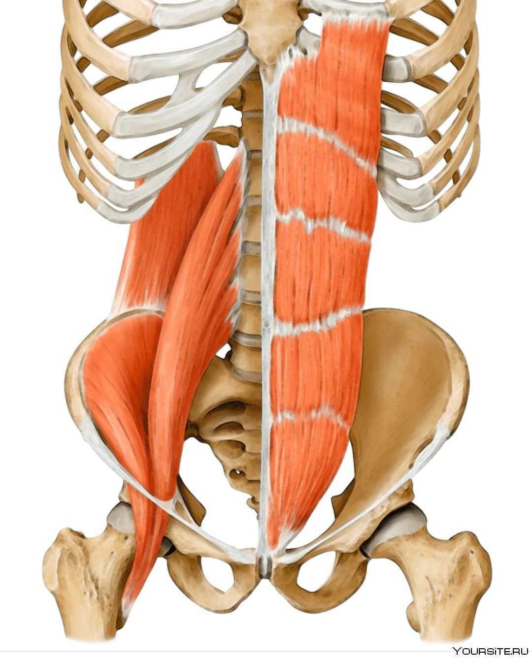 Musculus iliocostalis