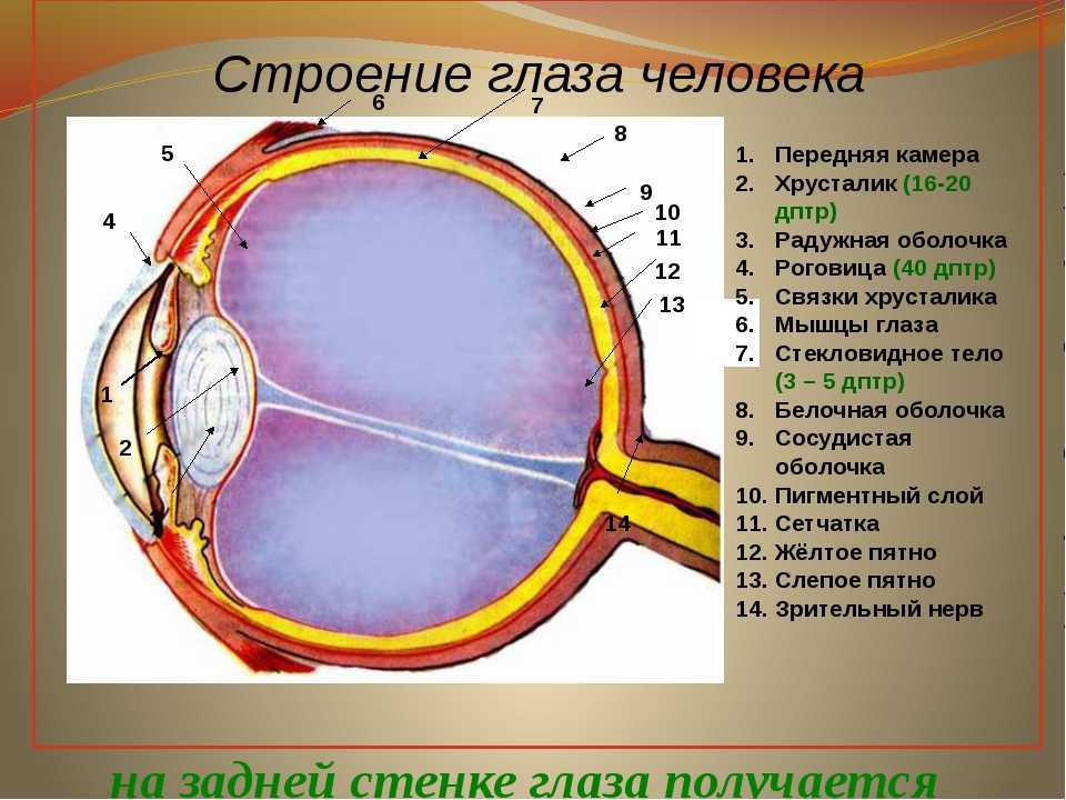 Роговица зрительная зона коры мозга стекловидное тело. Строение органа зрения (строение глазного яблока).. Строение глаза человека схема. Послойное строение глаза. Внутреннее строение глаза.