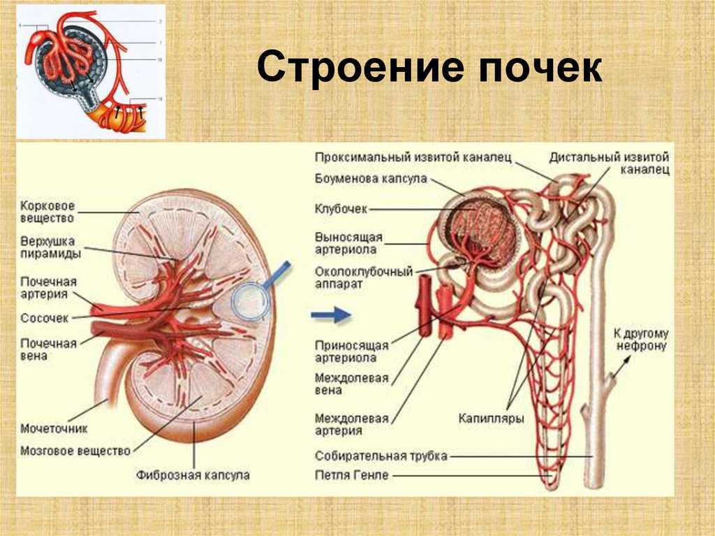 Строение выделительной системы человека схема